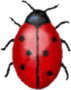 Скачать Coccinella для Linux