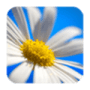 Скачать Daisy Wallpapers