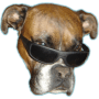 Скачать Dog vision