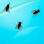 Скачать Fly on Desktop