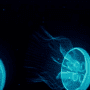 Скачать JellyFish Live Wallpaper