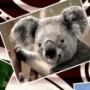 Скачать Free Photo Collage Maker